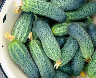 Banish Powdery Mildew from Your Cucumbers — Organic Fixes That Actually Work