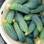 Banish Powdery Mildew from Your Cucumbers — Organic Fixes That Actually Work