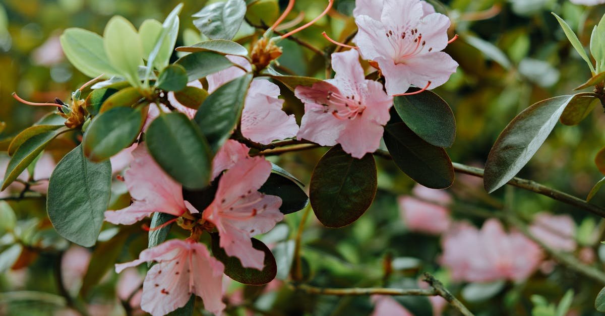After the Bloom: Rhododendron Pruning Made Easy for Bigger, Brighter Displays