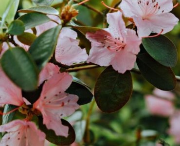 After the Bloom: Rhododendron Pruning Made Easy for Bigger, Brighter Displays