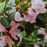 After the Bloom: Rhododendron Pruning Made Easy for Bigger, Brighter Displays