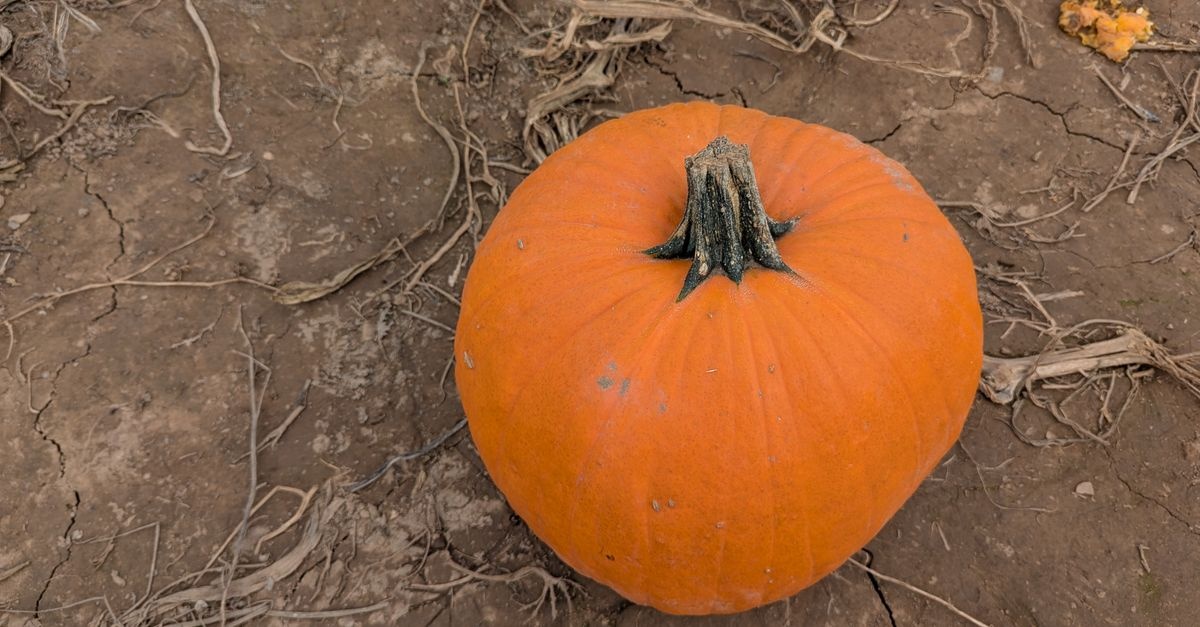 Turn a Dried Pumpkin into a Charming Bird Feeder: A Simple Upcycle for Your Winter Garden
