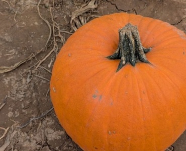 Turn a Dried Pumpkin into a Charming Bird Feeder: A Simple Upcycle for Your Winter Garden
