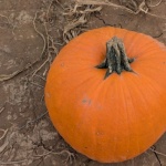 Turn a Dried Pumpkin into a Charming Bird Feeder: A Simple Upcycle for Your Winter Garden