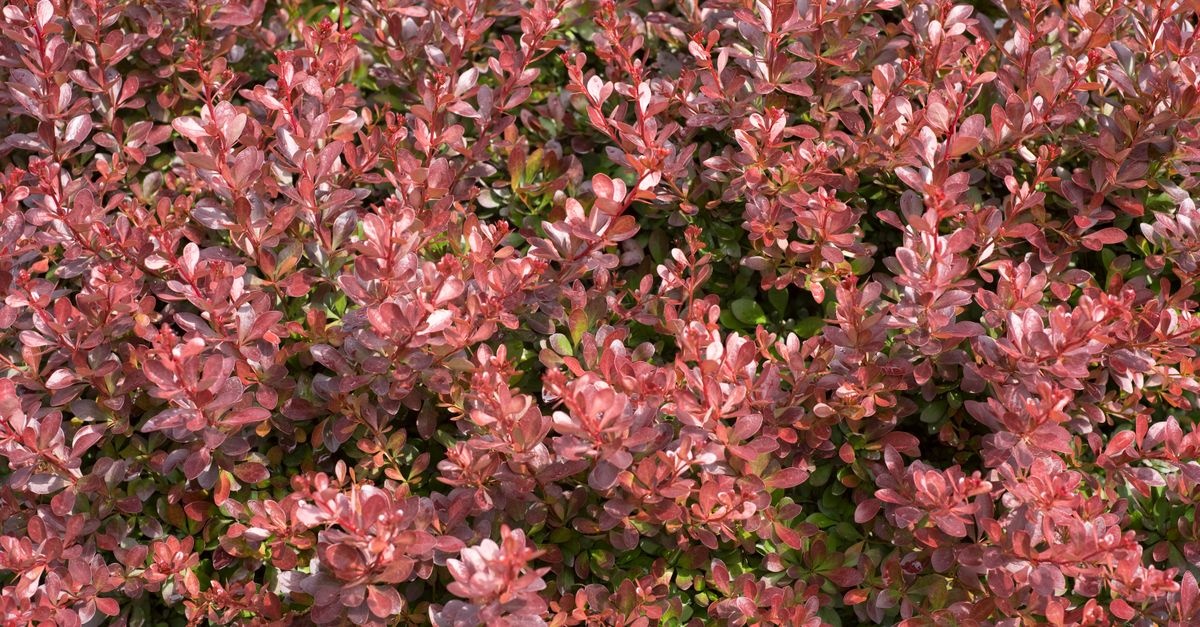From Hedges to Highlights: Choosing the Right Barberry for Every Garden Style