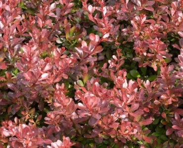 From Hedges to Highlights: Choosing the Right Barberry for Every Garden Style