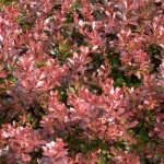 From Hedges to Highlights: Choosing the Right Barberry for Every Garden Style