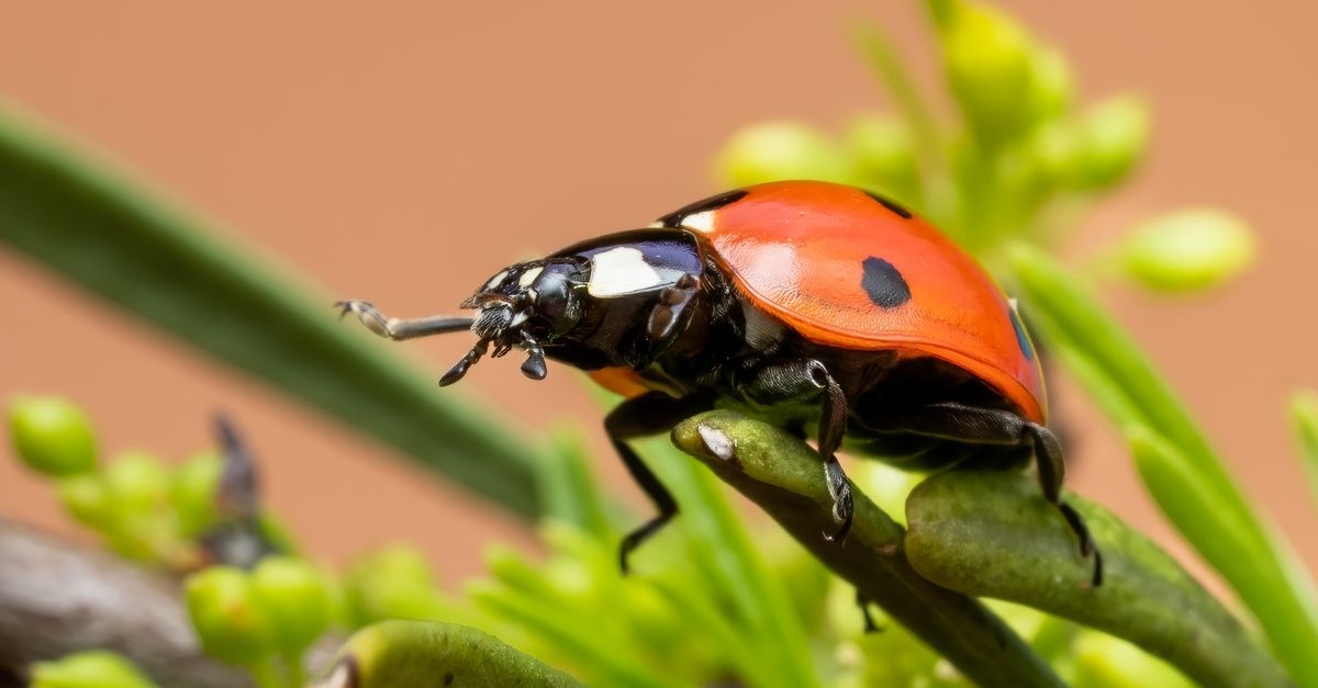 Bug-Free Balconies: Eco-Smart Ways to Protect Your Mini Garden