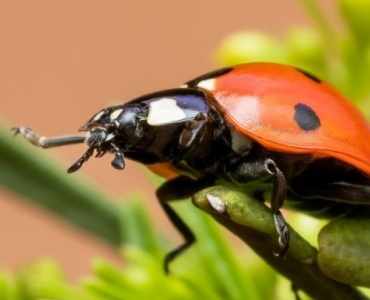 Bug-Free Balconies: Eco-Smart Ways to Protect Your Mini Garden