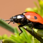Bug-Free Balconies: Eco-Smart Ways to Protect Your Mini Garden