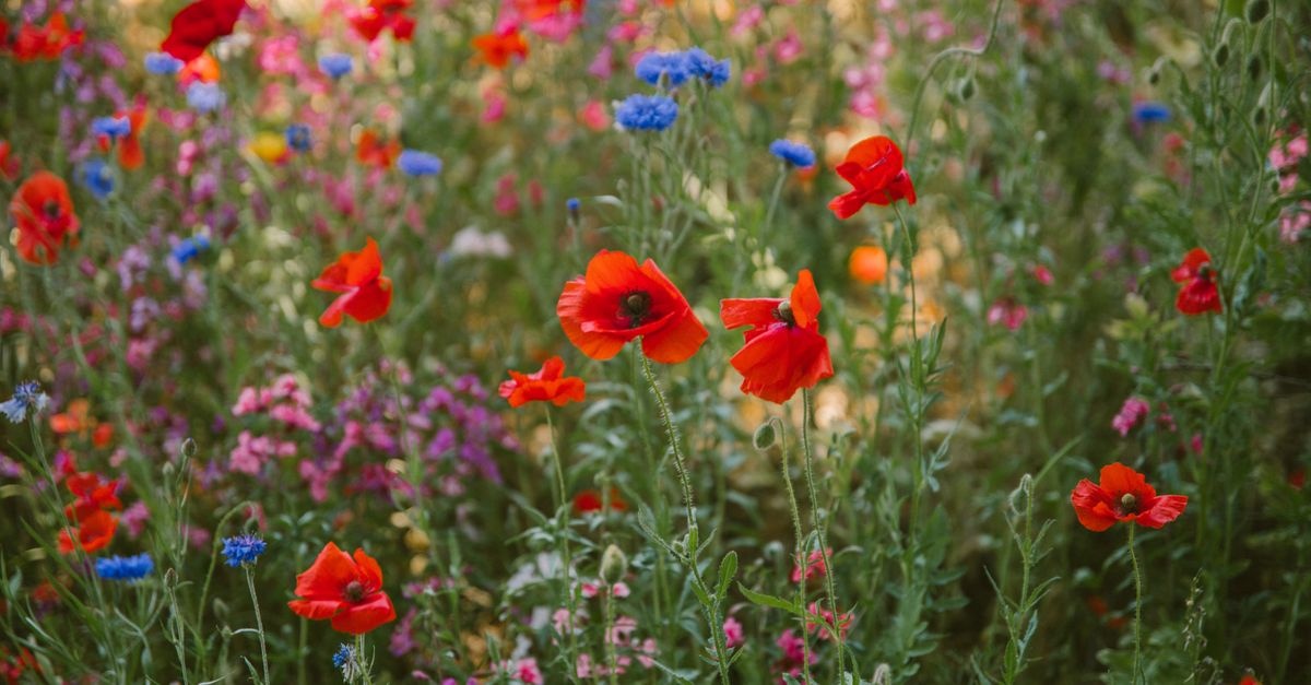 From Packet to Pollinators: Start a Blooming Wildflower Meadow with Seed Mixes