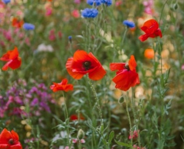 From Packet to Pollinators: Start a Blooming Wildflower Meadow with Seed Mixes