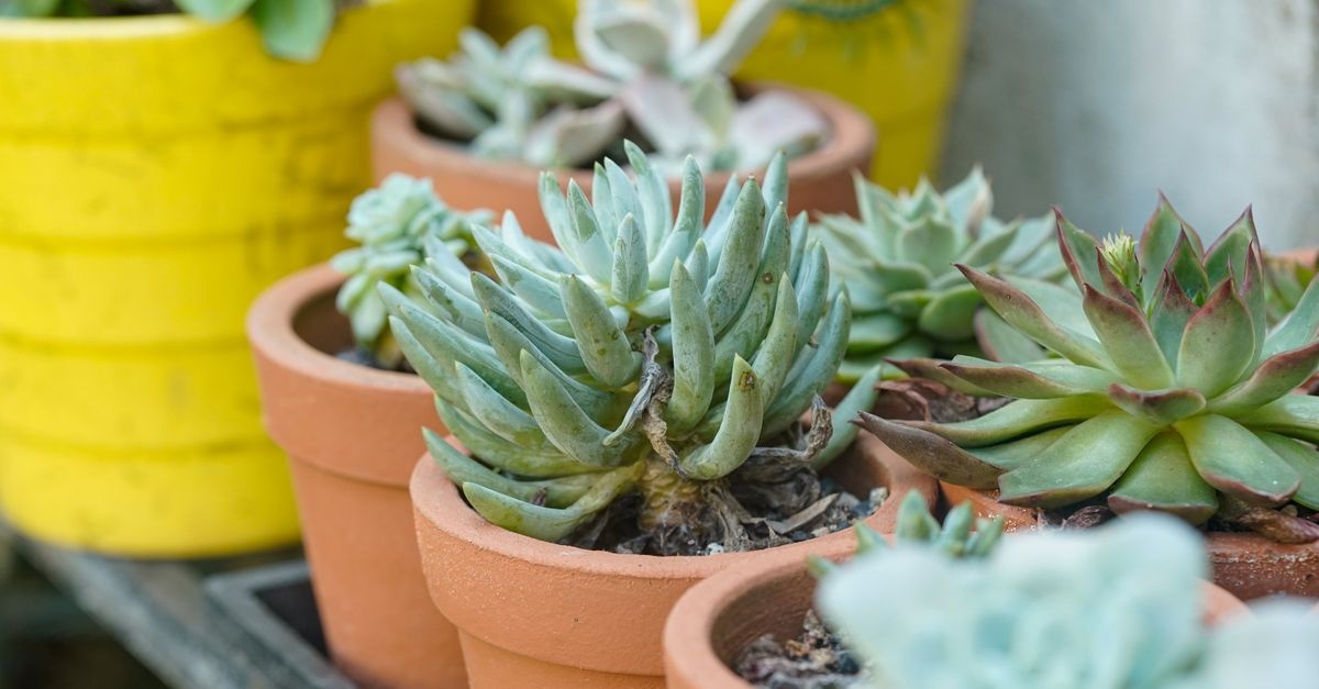Small-Space Serenity: Easy-Care Plants That Thrive in Tiny Gardens