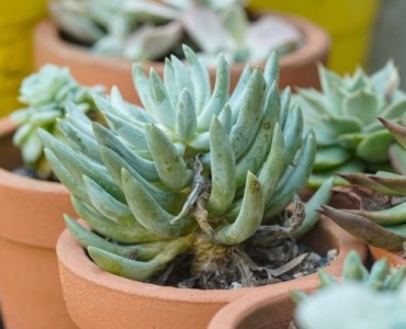 Small-Space Serenity: Easy-Care Plants That Thrive in Tiny Gardens