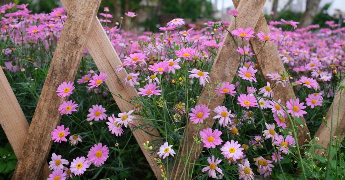 Framing Blooms with Pine: Clever Border Ideas for a Cozy, Natural Garden