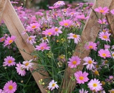 Framing Blooms with Pine: Clever Border Ideas for a Cozy, Natural Garden