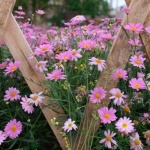 Framing Blooms with Pine: Clever Border Ideas for a Cozy, Natural Garden