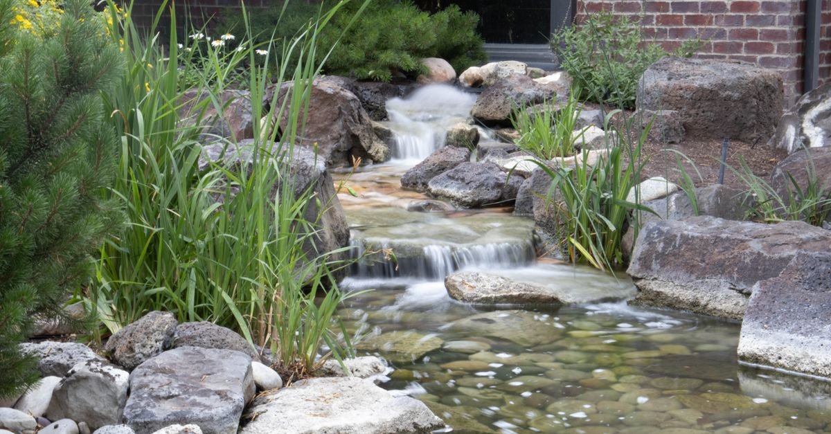 Tiny Tranquility: Crafting a Lush, Pump-Free Garden Pond the Natural Way