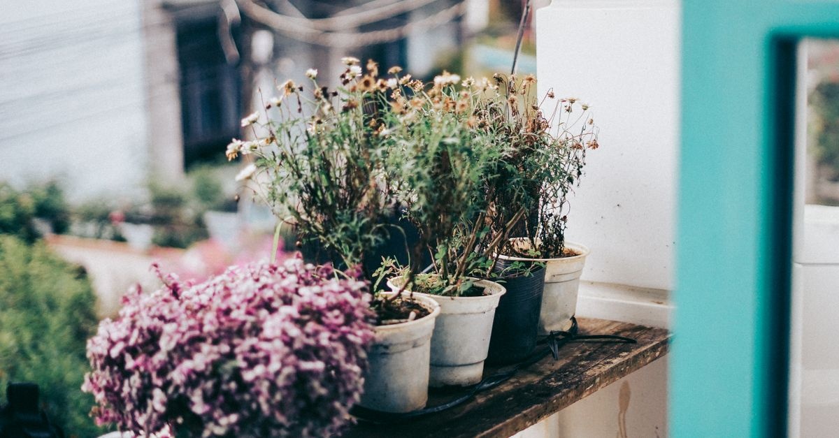 Full-Sun Balcony Stars: Low-Maintenance Plants That Practically Care for Themselves