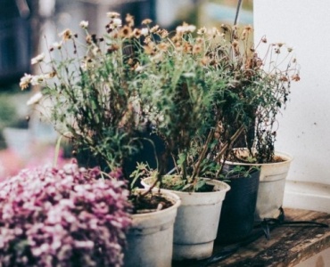Full-Sun Balcony Stars: Low-Maintenance Plants That Practically Care for Themselves