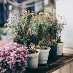 Full-Sun Balcony Stars: Low-Maintenance Plants That Practically Care for Themselves