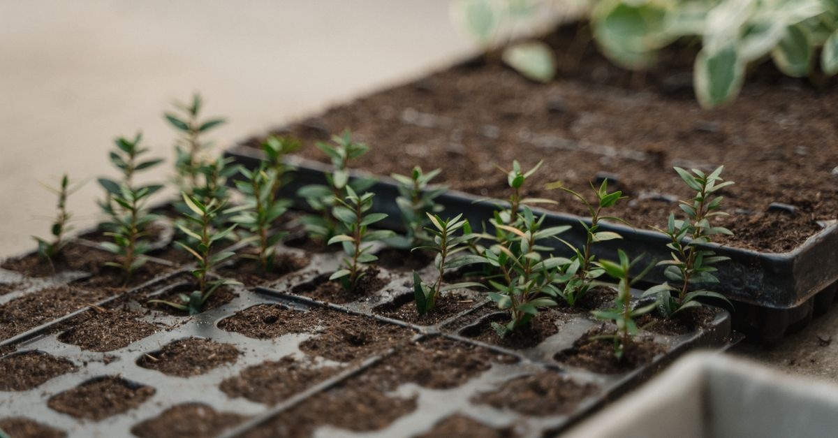Snip, Dip, and Grow: Propagating Willow-Leaf Rhododendrons the Easy Way