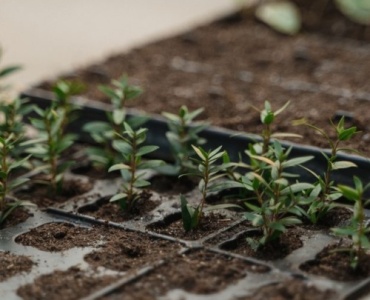 Snip, Dip, and Grow: Propagating Willow-Leaf Rhododendrons the Easy Way