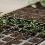 Snip, Dip, and Grow: Propagating Willow-Leaf Rhododendrons the Easy Way
