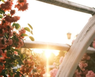 Pergola Perfection: Ornamental Climbers that Weave Shade, Scent, and Year-Round Color