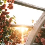 Pergola Perfection: Ornamental Climbers that Weave Shade, Scent, and Year-Round Color