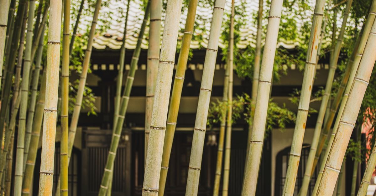 Breathe Easy: Create a Tranquil Zen Retreat with Ornamental Bamboo