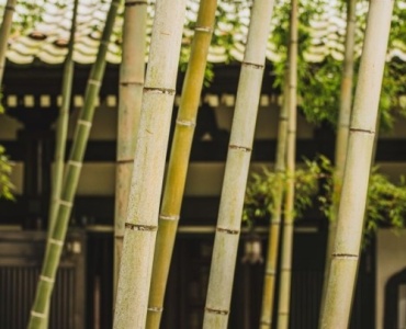Breathe Easy: Create a Tranquil Zen Retreat with Ornamental Bamboo