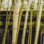 Breathe Easy: Create a Tranquil Zen Retreat with Ornamental Bamboo
