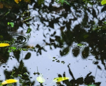 From Puddles to Paradise: A Beginner's Guide to Building a Biotope Garden with Aquatic Plants