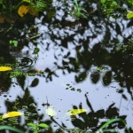 From Puddles to Paradise: A Beginner's Guide to Building a Biotope Garden with Aquatic Plants